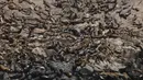 Gerombolan singa laut berjemur di pinggir Pulau Palomino, Callao, Peru (14/10). Karena banyaknya habitat singa laut, Palomino menjadi salah satu destinasi wisata. (Reuters/Guadalupe Pardo)