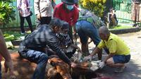 Panitia kurban bersiap hendak memotong sapi di Purbalingga, Jawa Tengah. (Liputan6.com/Kominfo PBG)
