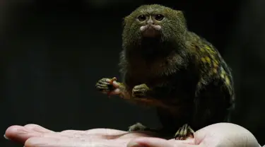 Seekor Pigmi  Marmoset terlihat di Hong Kong Ocean Park, Hong Kong , Cina, (2/2). Marmoset merupakan monyet terkecil di dunia, hal ini dilakukan karena bertepatan dengan tahun baru Cina yang bershio monyet. (REUTERS / Bobby Yip)