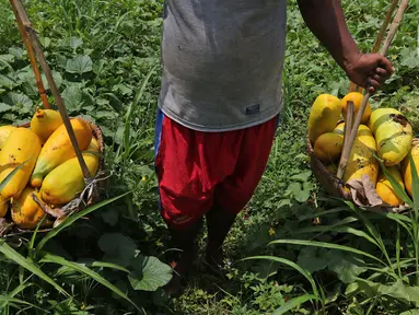 Petani membawa timun suri hasil panen di kawasan Rangkapan Jaya Baru, Pancoran Mas, Depok, Jawa Barat, Selasa (13/4/2021). Timun suri dicari pembeli sebagai salah satu bahan menu minuman untuk berbuka puasa. (Liputan6.com/Herman Zakharia)