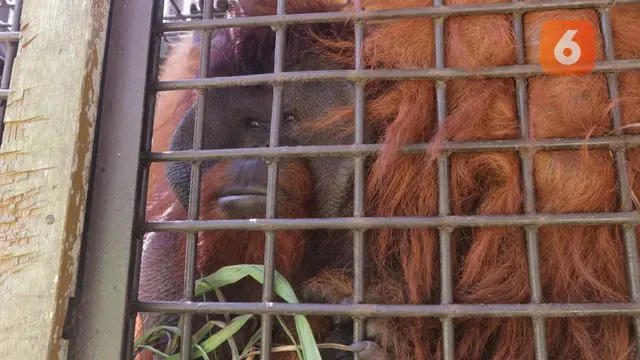 Orang utan Arsari