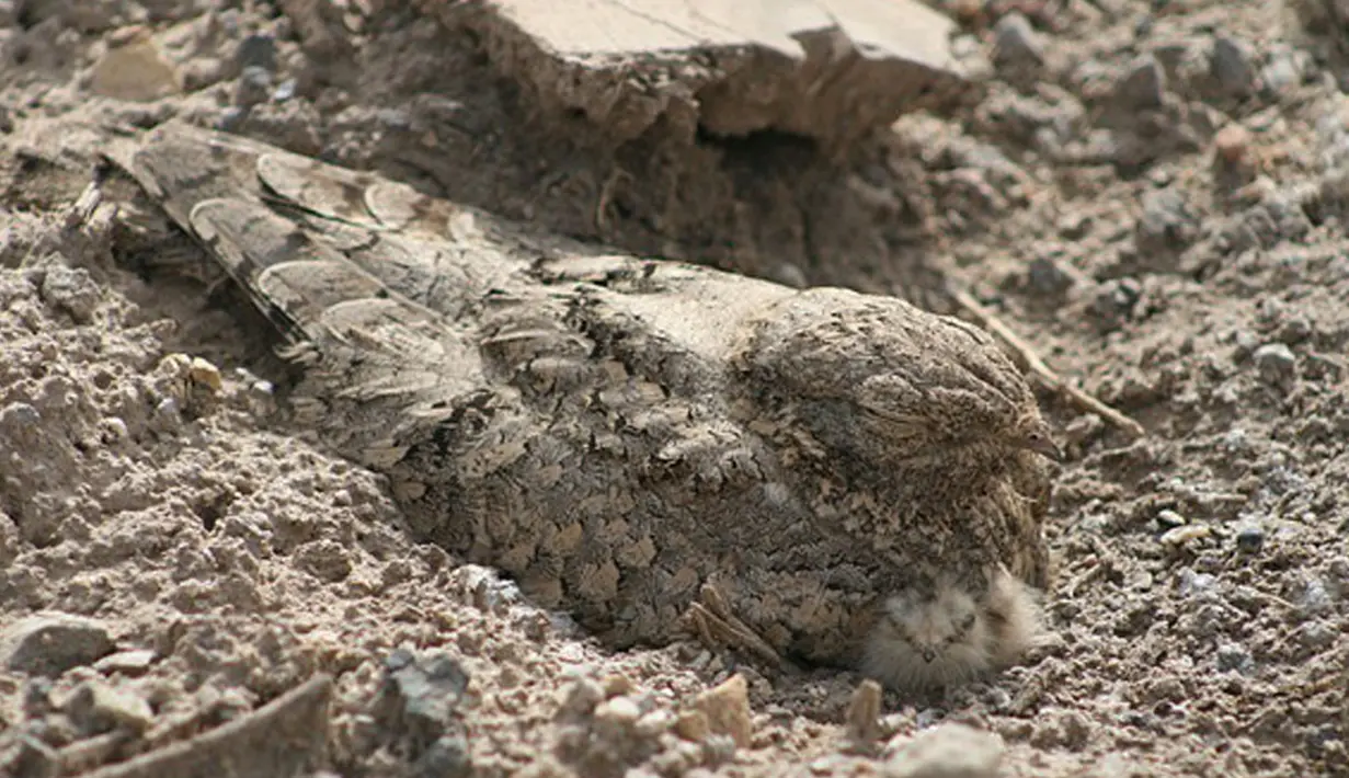 Nama burung ini Nightjar Mesir (Caprimulgus aegyptius), yang berasal dari Asia barat daya dan Afrika utara. Warna bulunya yang sama persis dengan lingkungannya membuat dirinya bisa santai berjemur. (boredpanda.com)