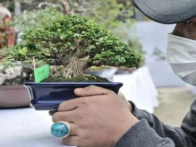 Pengunjung melihat koleksi pohon bonsai yang dipamerkan dalam acara Jengbreng BSC di kawasan Sawangan, Depok, Jawa Barat, Minggu (6/3/2022). Pameran tersebut menampilkan berbagai jenis pohon bonsai dengan harga Rp 500 ribu hingga Rp 10 juta. (merdeka.com/Iqbal S. Nugroho)