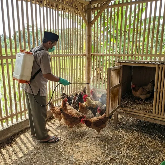 Tips Ayam Kampung Rutin Bertelur Meski Dikandang