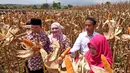 Dalam acara Panen Raya jagung di Dompu, Presiden Jokowi didampingi Ibu Negara Iriana yang sangat cekatan memetik jagung-jagung yang siap panen didampingi Gubernur NTB TGH M Zainul Majdi), Sabtu (11/4/2015). (Rumgapres/ Agus Suparto)