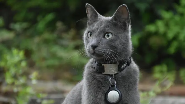 Russian Blue