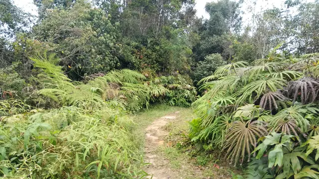 Area pendakian Gunung Bunga Buah di Malaysia. (Dok: Gunung Bagging https://www.gunungbagging.com/bunga-buah/nggallery/page/2)