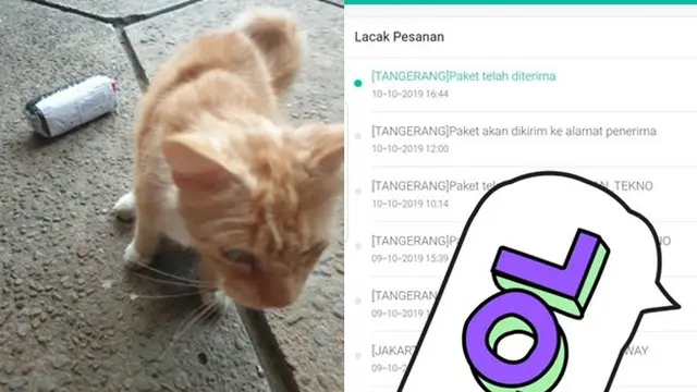 6 Potret Paket Diterima Kucing Ini Bikin Geleng Kepala