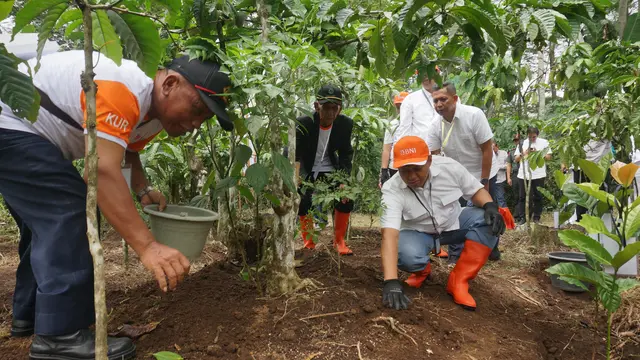 Perkebunan kopi