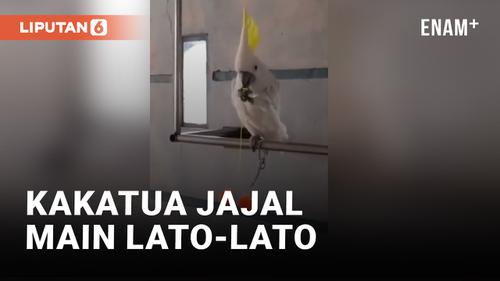 VIDEO: Gokil! Kakatua Diminta Main Lato-lato