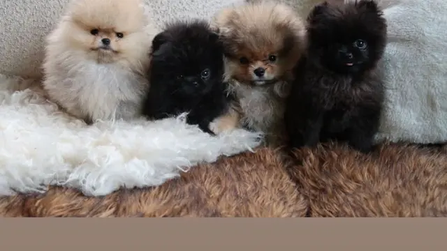 Kim Kardashian membagikan foto anjing peliharaan anak-anaknya di Instagram Stories. (dok. Instagram Kim Kardashian)
