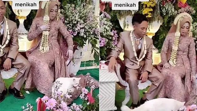 6 Tingkah Kucing di Nikahan Ini Bikin Geleng Kepala, Kocak