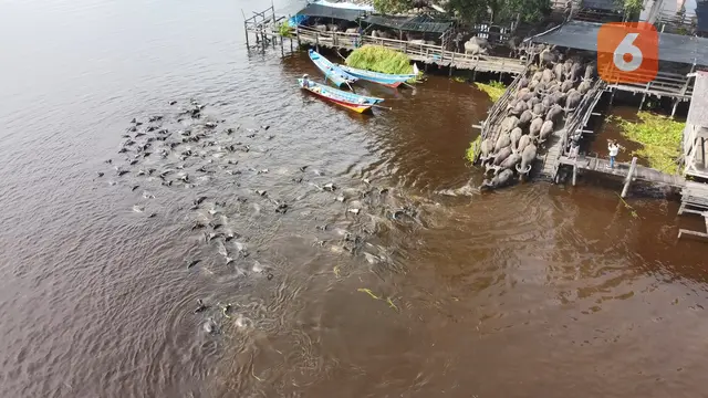 Kerbau Berenang