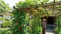 9 Tanaman Buah yang Bisa Dirambatkan di Pagar atau Pergola, Cantik dan Produktif