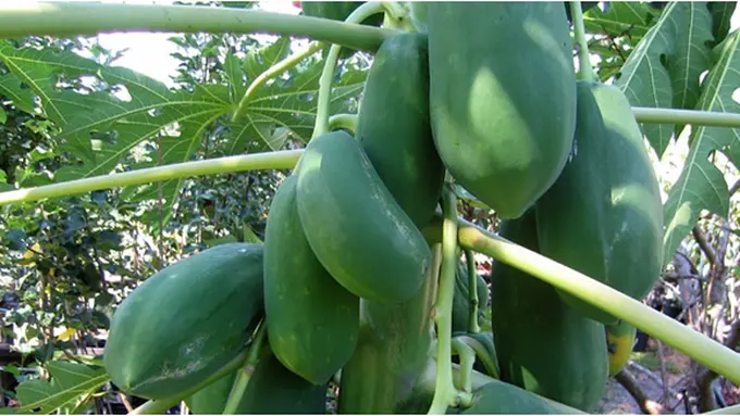 Foto: copyright floridata.com