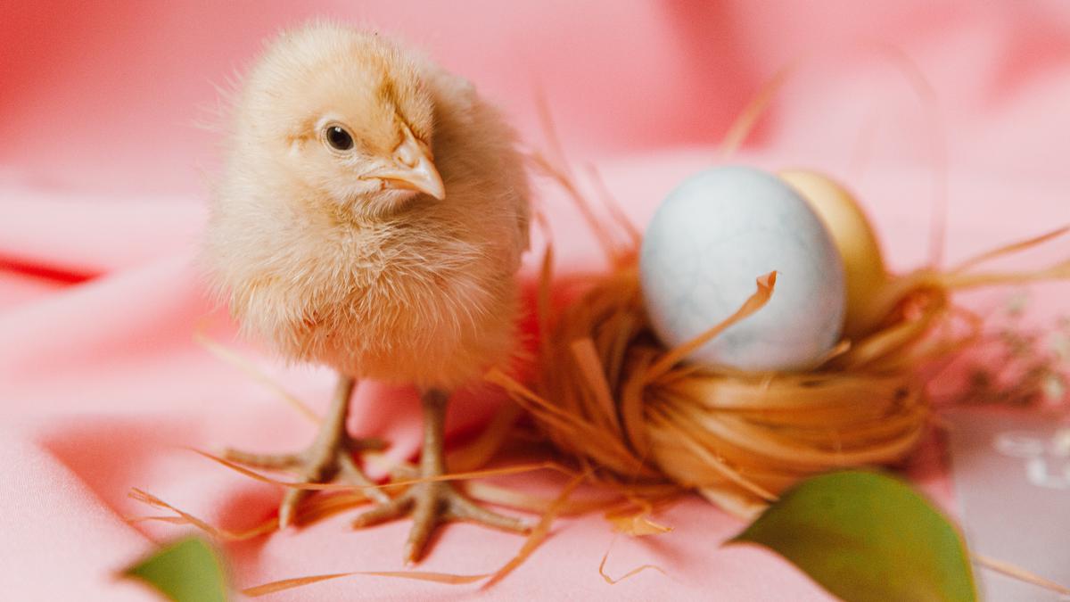 15 Arti Mimpi Anak Ayam Bijaklah Dalam Menanggapinya Ragam Bola Com