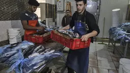 Pemuda Palestina bekerja di fasilitas pengasapan makarel saat ikan itu akan dijual jelang liburan Idul Fitri di Rafah di Jalur Gaza selatan (26/4/2022). Ikan asap makarel menjadi salah satu menu hidangan buka puasa dan Idul Fitri terfavorit bagi warga Gaza selama Ramadhan.(AFP/Said Khatib)