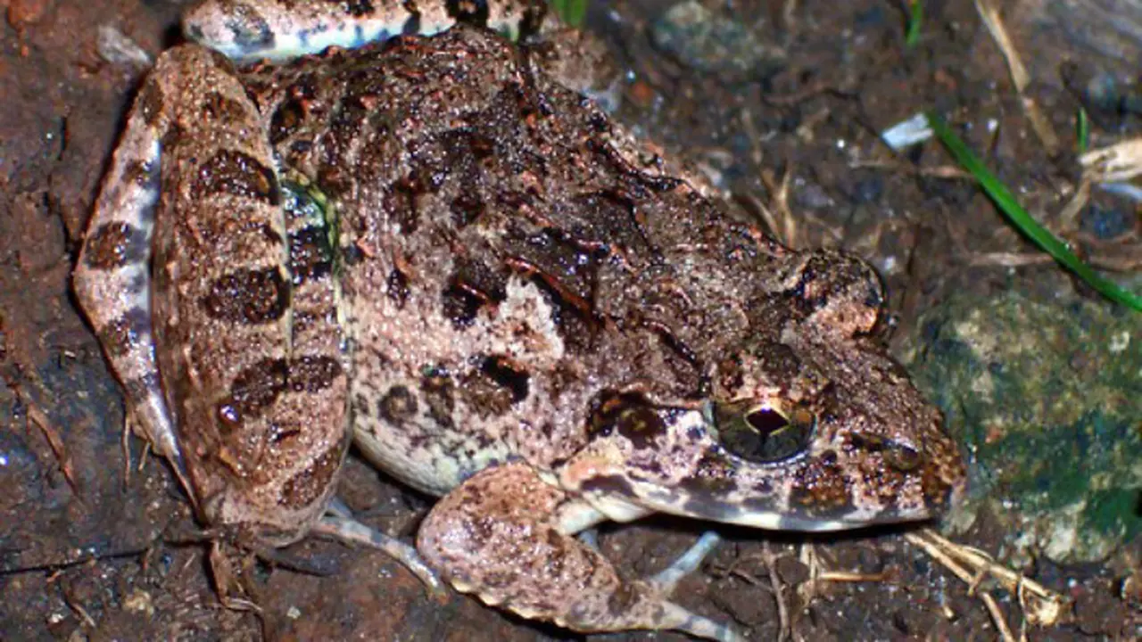 Salah satu katak dalam genus Fejervarya