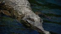Ilustrasi aligator (pexels)