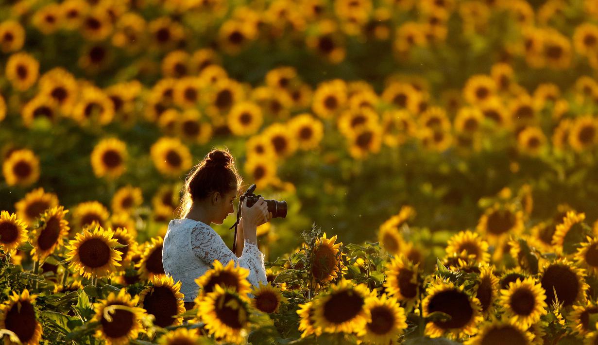 FOTO Menikmati Keindahan Hamparan Ladang Bunga  Matahari  