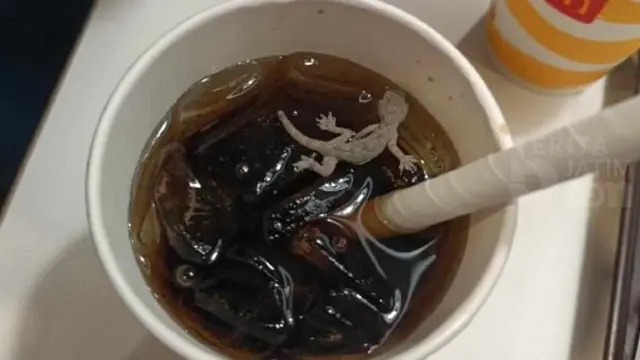 6 Momen Apes Cicak Masuk Gelas Isi Minuman Ini Bikin Geli