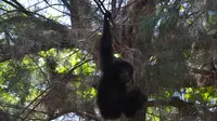 Siamangku Sayang, Siamang Kulepas