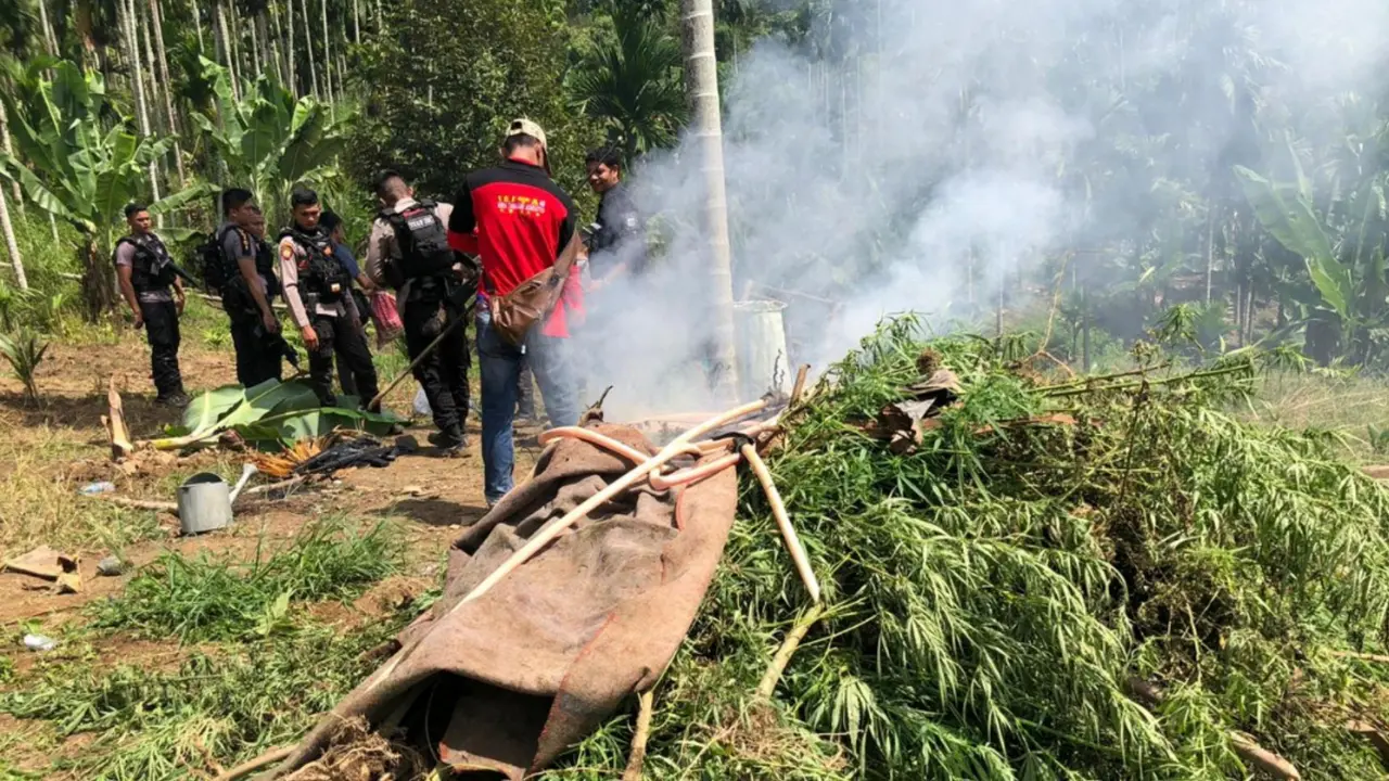 Petugas melakukan bumi hangus kebun ganja di Kabupaten Aceh Utara (Liputan6.com/Ist)