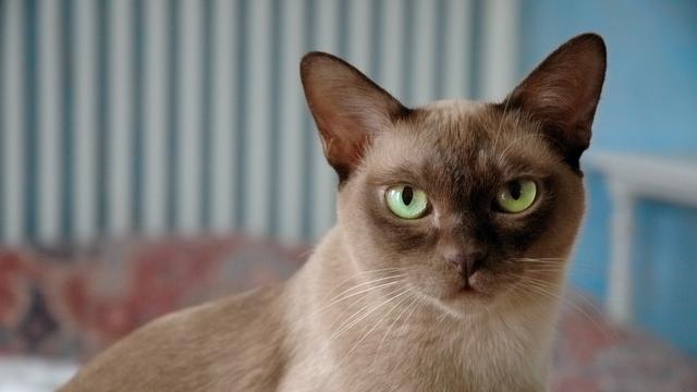 Kucing Burmese