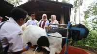 Kambing perah Etawa yang dibudidaya di wilayah Desa Telemung Banyuwangi (Istimewa)