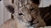 VIDEO: Tzar, Anak Persilangan Singa-Harimau di Rusia