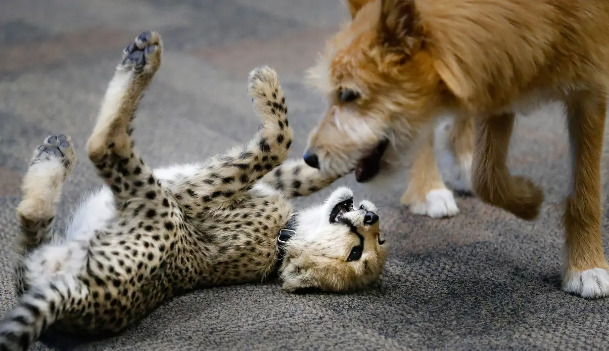 Bayi cheetah bernama Kris dan anak anjing bernama Remus bermain di Kebun Binatang Cincinnati, Ohio, Amerika Serikat, Rabu (9/10/2019). Remus dihadirkan untuk membantu Kris belajar menjadi cheetah. (AP Photo/John Minchillo)