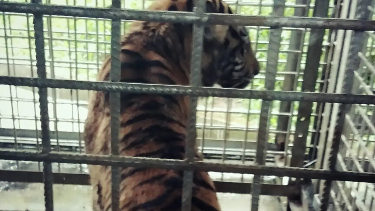 Harimau Bonita