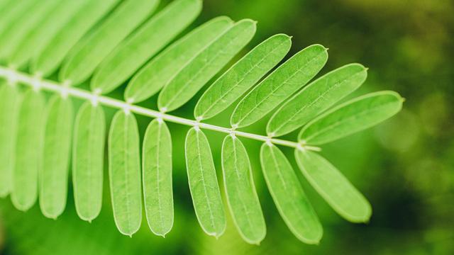 Background Presentasi Green