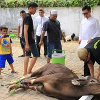 Artis yang juga Anggota DPR itu berharap, kurban yang diberikan bisa bermanfaat untuk warga sekitar kantor dan karyawannya. Sapi dan kambing itu dikorbankan untuk tujuh keluarganya. (Adrian Putra/Bintang.com)