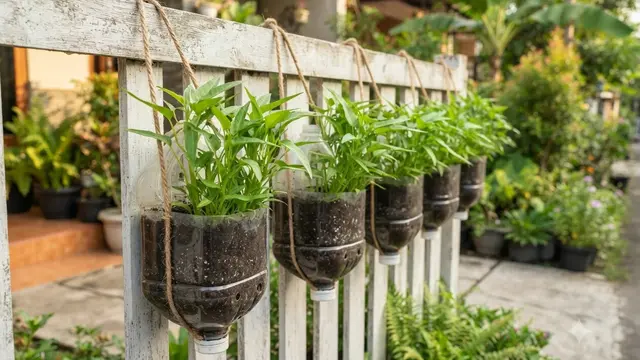 Ide Galon Bekas Jadi Pot Kangkung Gantung di Pagar Rumah