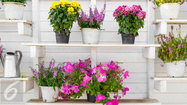 10 Jenis Tanaman Hias Bunga Dalam Pot Mudah Merawatnya