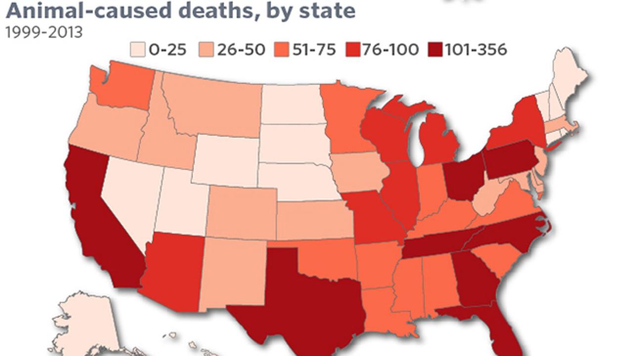 Membunuh 58 Jiwa Setiap Tahun, Ini Hewan Paling 'Ganas' di AS