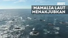 Schuttle sebelumnya telah mengamati kawanan paus itu selama beberapa hari sebelumnya.