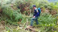 Pohon sawit muda yang tumbang karena dimakan gajah liar di Kabupaten Indragiri Hilir. (Liputan6.com/M Syukur)