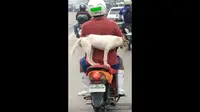 Seekor anjing terekam memiliki kemampuan keseimbangan yang luar biasa saat berada di atas motor yang sedang melaju (viralhog)