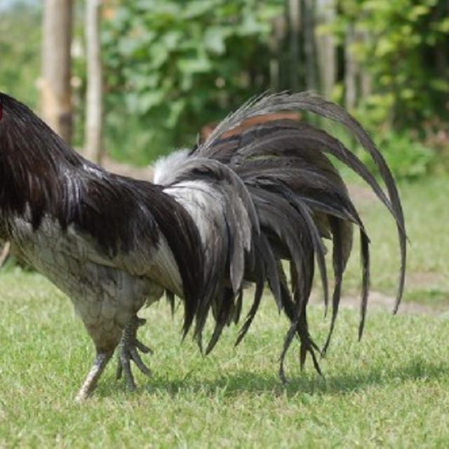Sejarah Sabung Ayam Bisa Digemari Di Indonesia Part 1