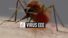 Eastern Equine Encephalitis (EEE) merupakan virus yang disebarkan oleh nyamuk. Pejabat kesehatan di AS melaporkan sudah 3 orang meninggal karena terinfeksi virus ini.