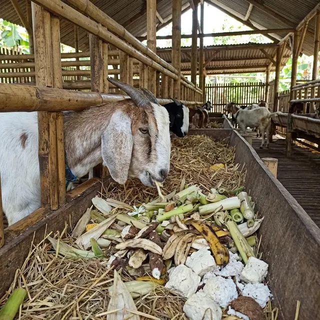 Alternatif Pakan Ternak Kambing Pengganti Rumput