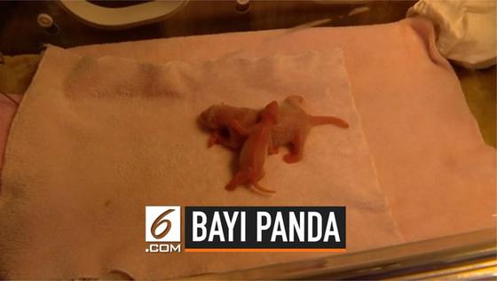 VIDEO: Penampakan Bayi Panda Paling Ringan di Dunia