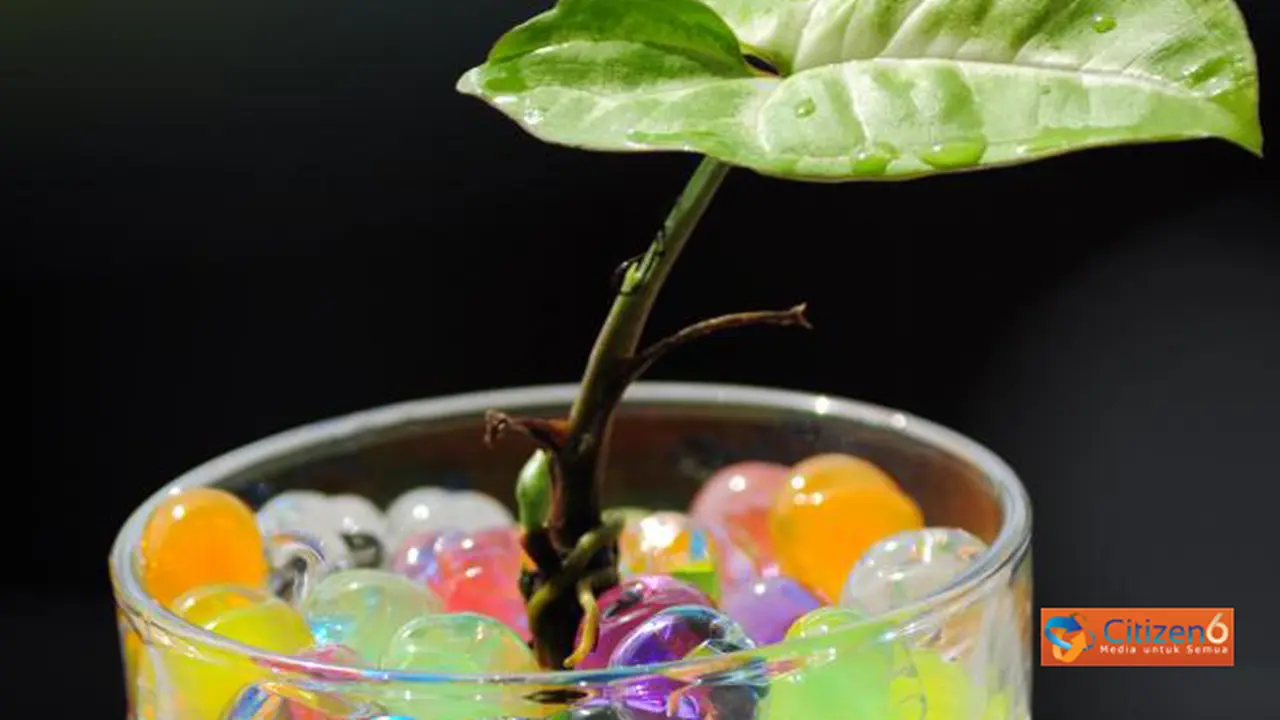 Inilah Cara Berkebun Cantik dengan Hidroponik