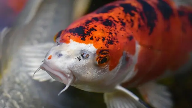 Ikan koi (Image by Alexas_Fotos from Pixabay)