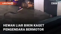 Seekor hewan liar melintas di jalanan yang tergenang banjir mengundang perhatian