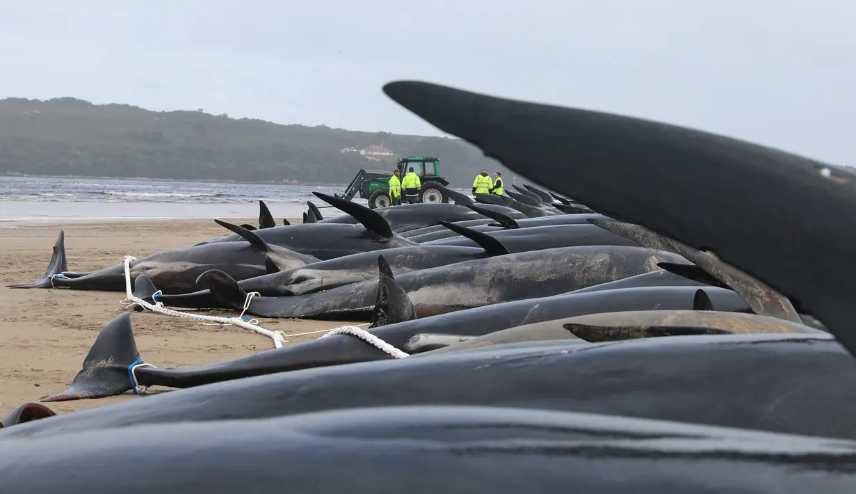 Personel layanan satwa liar negara bagian Tasmania bekerja untuk mengeluarkan bangkai paus pilot, yang berjumlah hampir 200, setelah mereka ditemukan terdampar pada hari sebelumnya di Macquarie Heads di pantai barat Tasmania, pada 23 September 2022. (AFP/Glenn Nicholls)