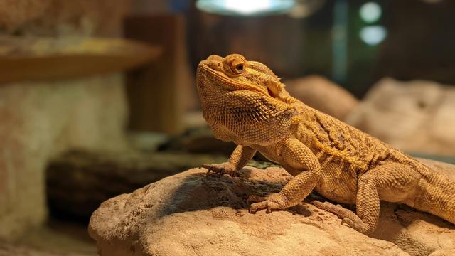 Bearded Dragon