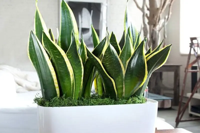  1. Snake Plant (lidah mertua). Foto: WittyFeed